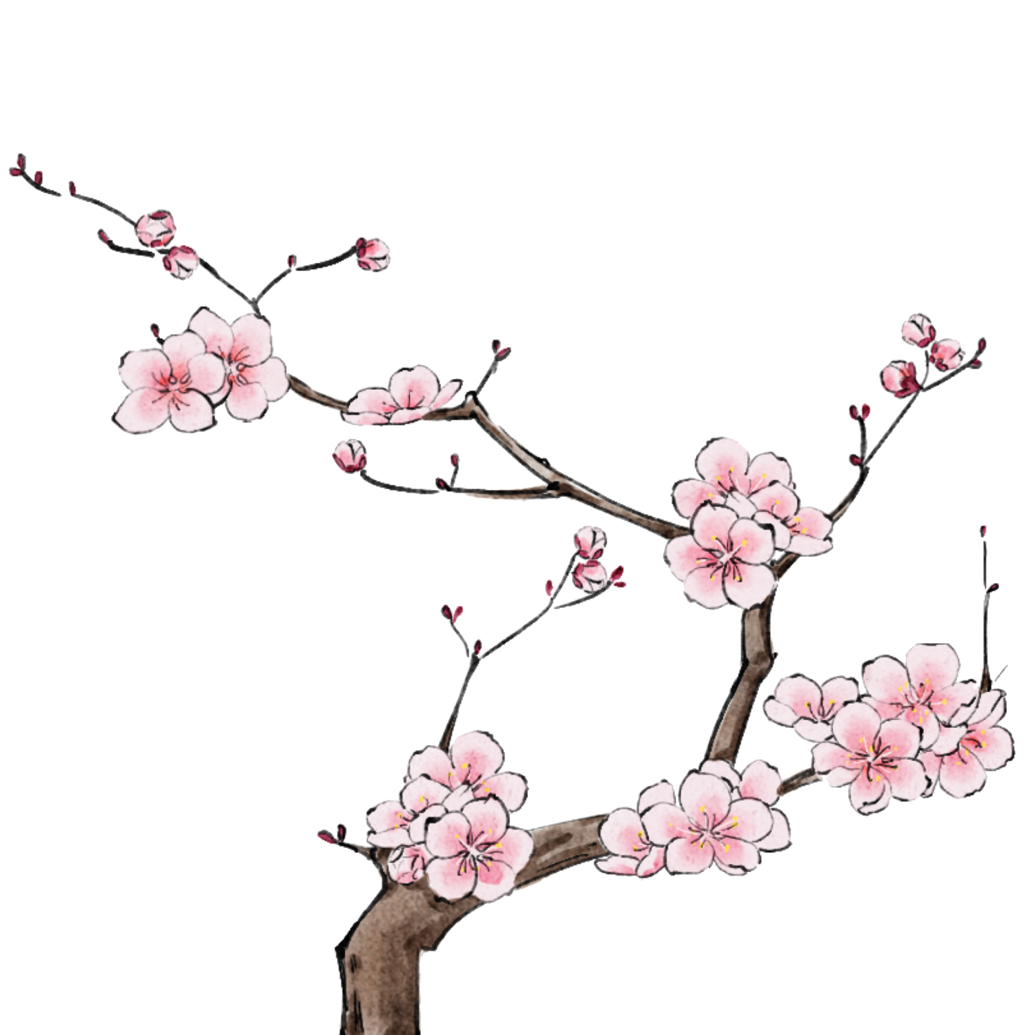 Cherry Blossom Branch