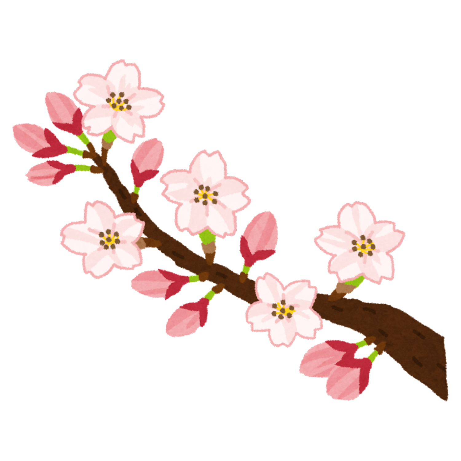 Cherry Blossom Branch