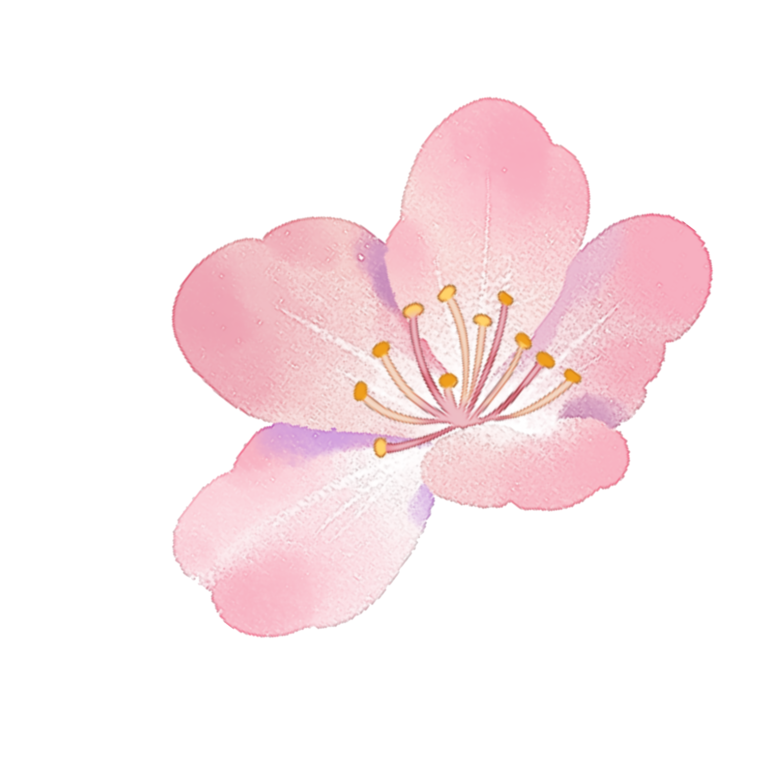 Cherry blossom flower